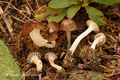 Hygrophorus recurvatus